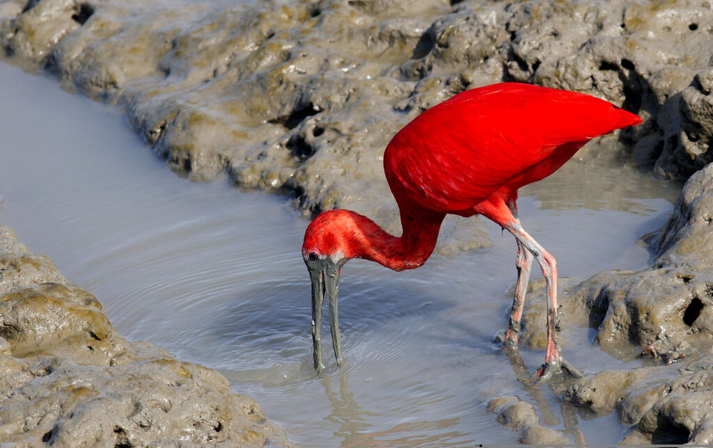 Ibis rouge