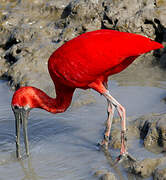 Ibis rouge