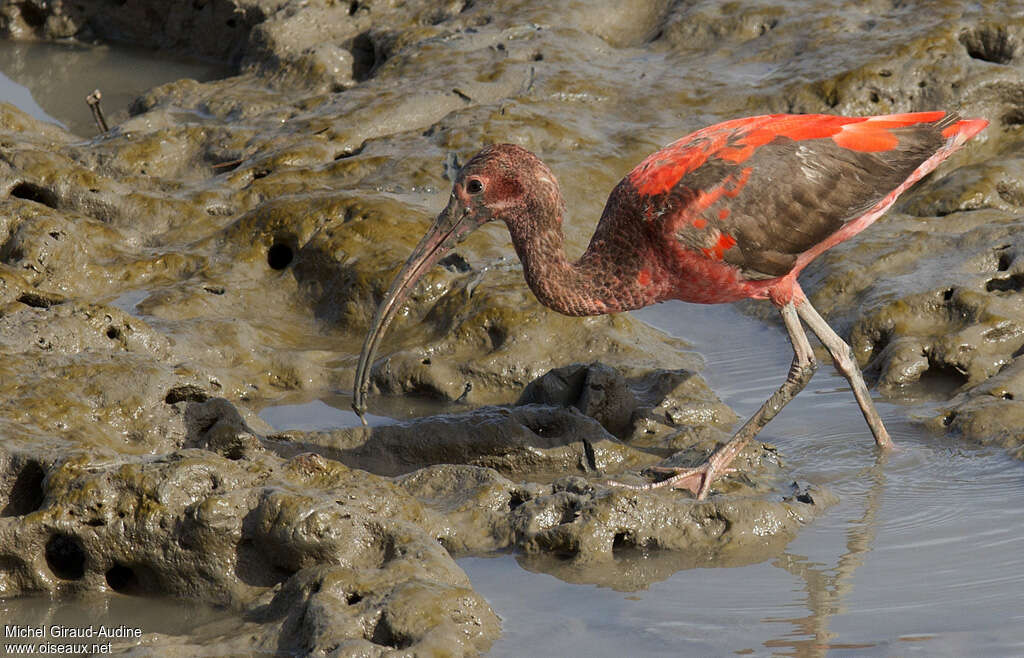 Ibis rougeimmature, identification