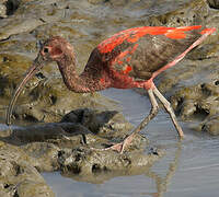 Ibis rouge