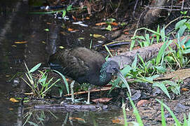 Green Ibis