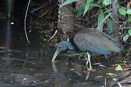 Green Ibis