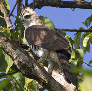 Aigle orné