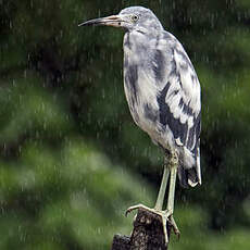 Aigrette bleue