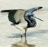 Aigrette tricolore