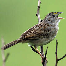 Bruant des savanes