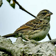 Bruant des savanes