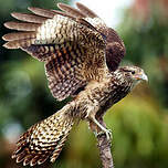 Caracara à tête jaune