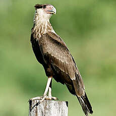 Caracara du Nord