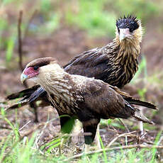 Caracara du Nord