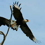 Caracara du Nord