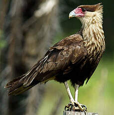 Caracara du Nord