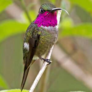 Colibri améthyste