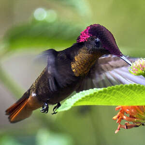 Colibri rubis-topaze