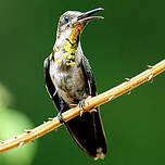 Colibri rubis-topaze