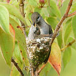 Colibri rubis-topaze