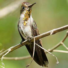 Colibri rubis-topaze