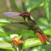 Colibri rubis-topaze