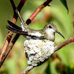 Colibri rubis-topaze