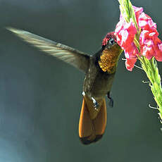 Colibri rubis-topaze