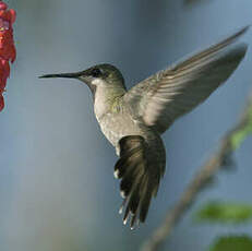 Colibri rubis-topaze