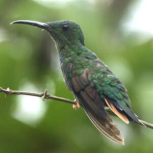 Colibri topaze