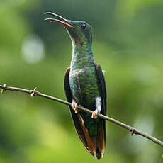 Colibri topaze