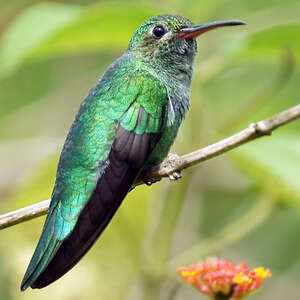 Colibri tout-vert