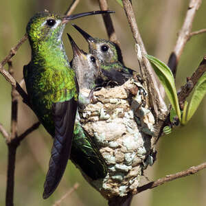 Colibri tout-vert