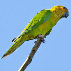 Conure cuivrée