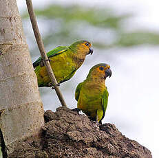 Conure cuivrée