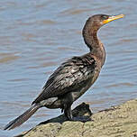 Cormoran vigua