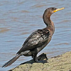 Cormoran vigua