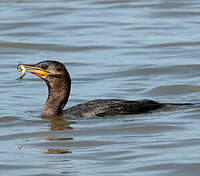 Cormoran vigua