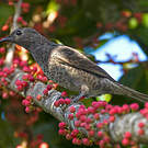 Cotinga de Daubenton