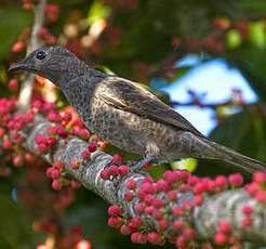 Cotinga de Daubenton