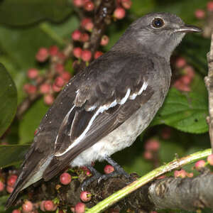 Cotinga pompadour