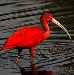 Ibis rouge