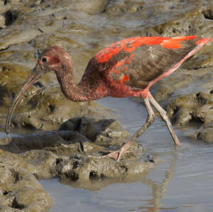 Ibis rouge