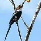 Jacamar à longue queue