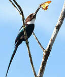 Jacamar à longue queue