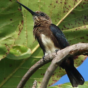 Jacamar brun