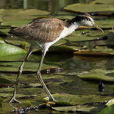 Jacana noir