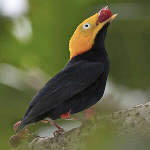 Manakin à tête d'or