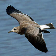 Mouette atricille