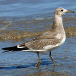 Mouette atricille