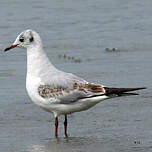 Mouette rieuse