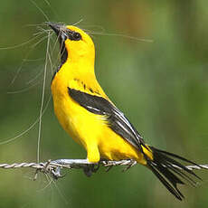 Oriole jaune