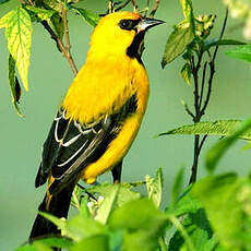 Oriole jaune