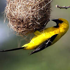 Oriole jaune